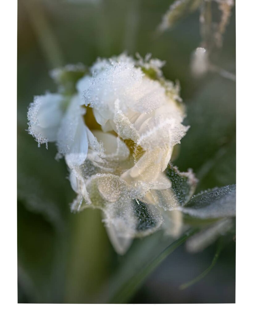 jardin, givre, fleur, prairie