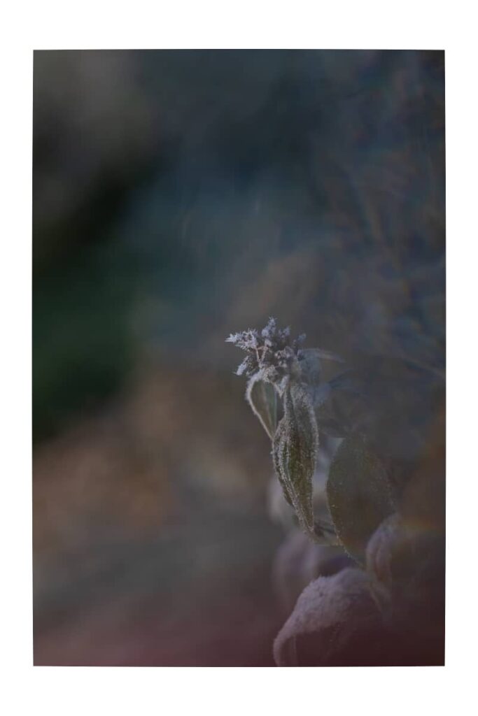 jardin, givre, fleur, prairie