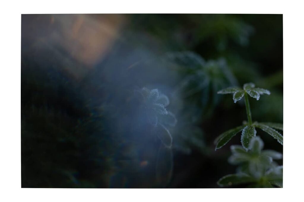 jardin, givre, fleur, prairie