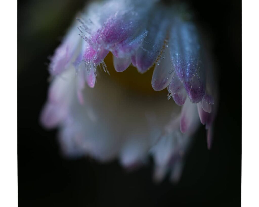 jardin, givre, fleur, prairie