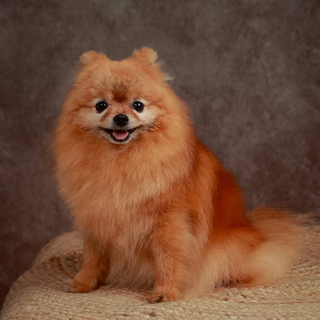portrait chien Spitz de Pomeranie Photo www.alicegeorgina-photographie