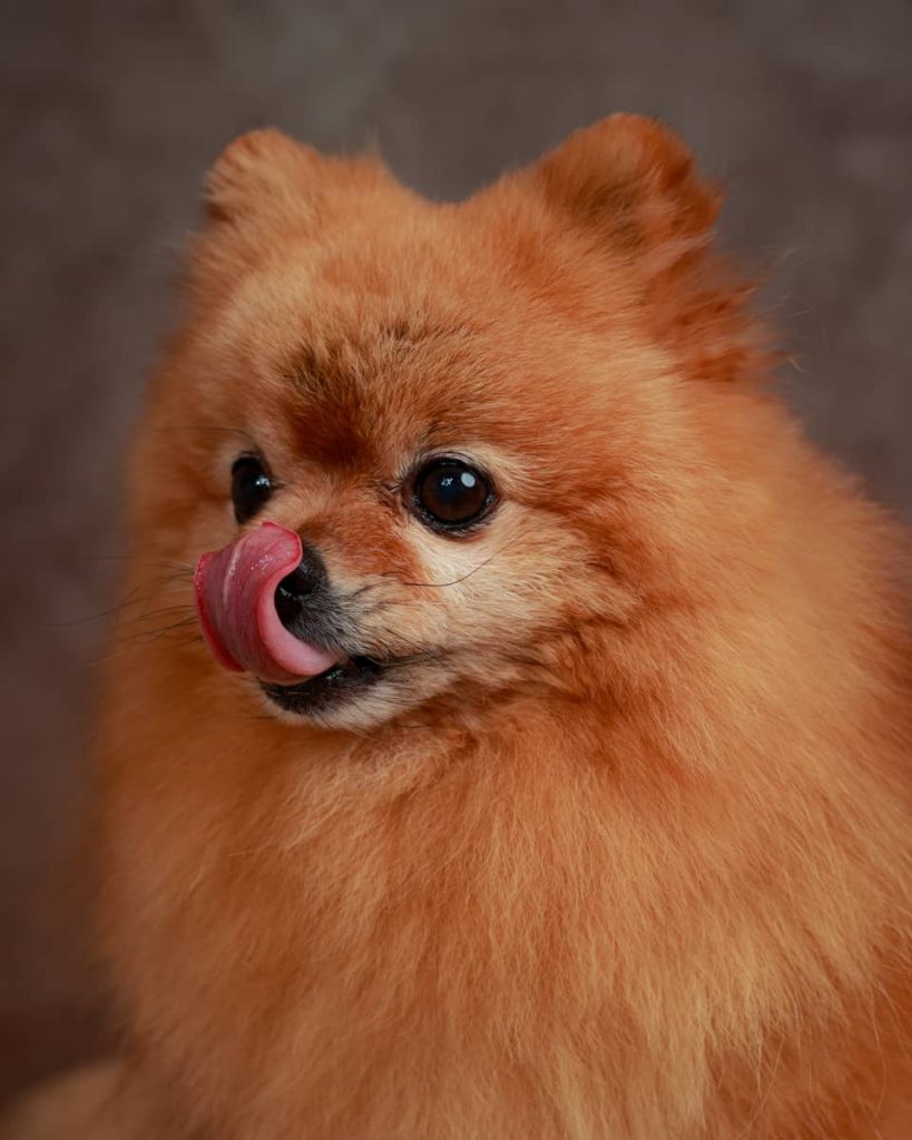 portrait chien Spitz de Pomeranie Photo www.alicegeorgina-photographie