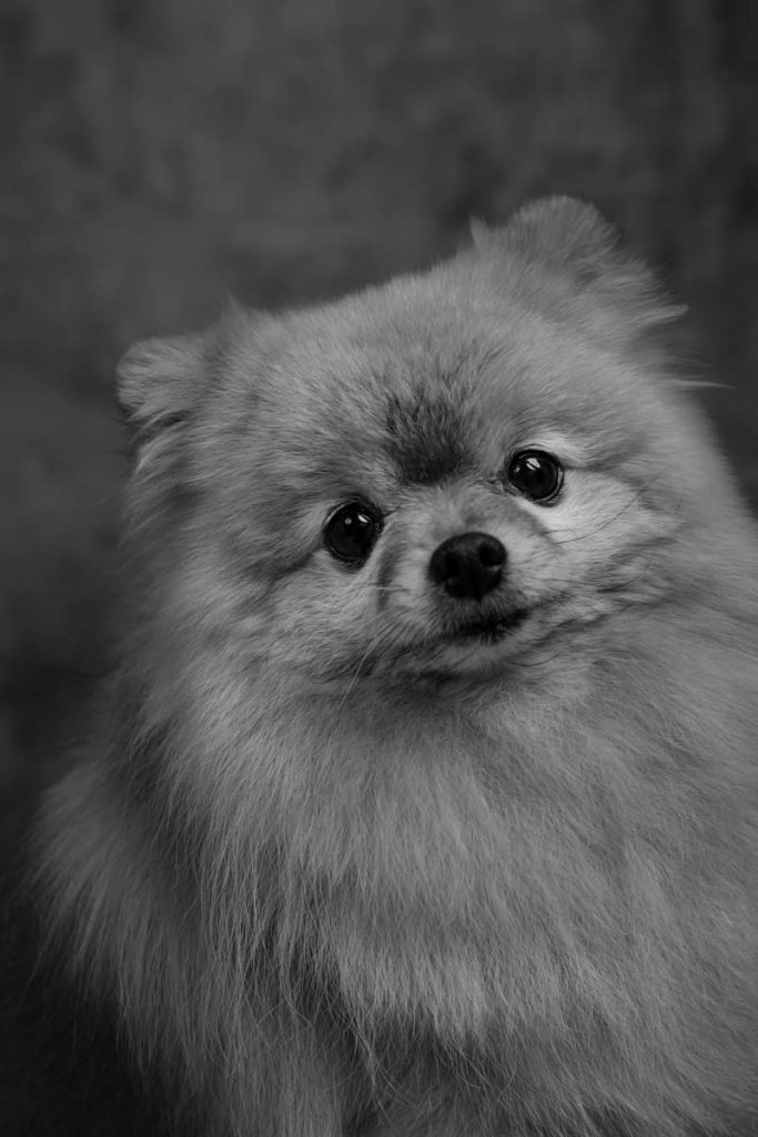 portrait chien Spitz de Pomeranie Photo www.alicegeorgina-photographie