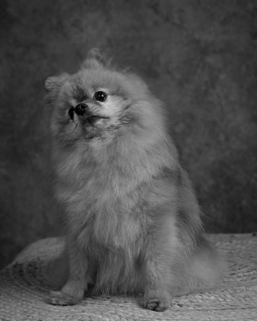 portrait chien Spitz de Pomeranie Photo www.alicegeorgina-photographie