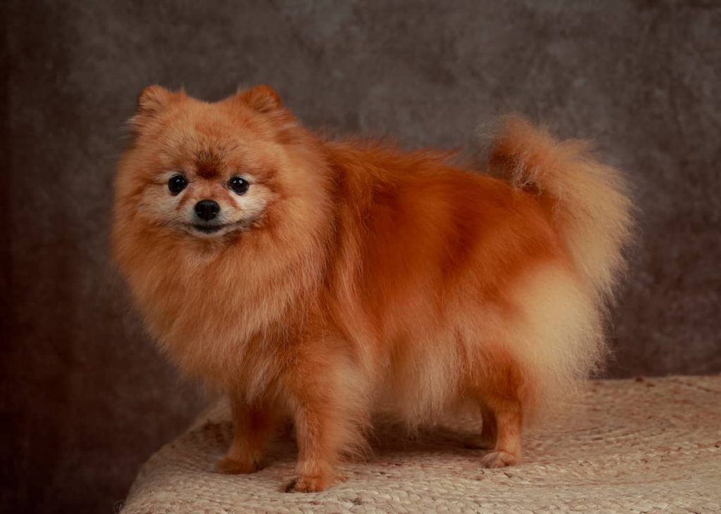 portrait chien Spitz de Pomeranie Photo www.alicegeorgina-photographie