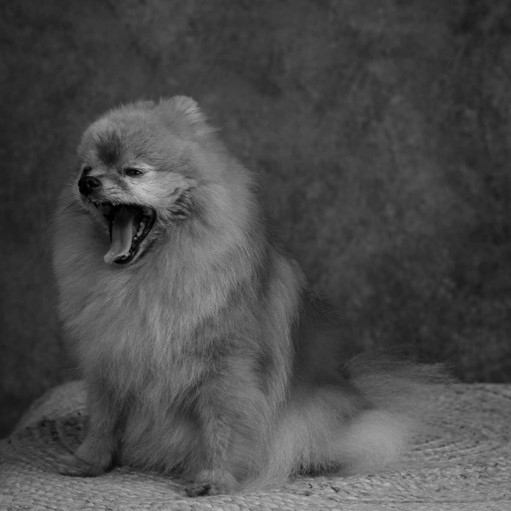 portrait chien Spitz de Pomeranie Photo www.alicegeorgina-photographie