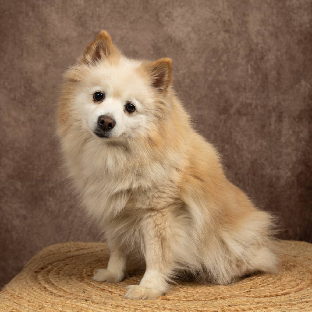 portrait chien Spitz Japonnais Photo www.alicegeorgina-photographie