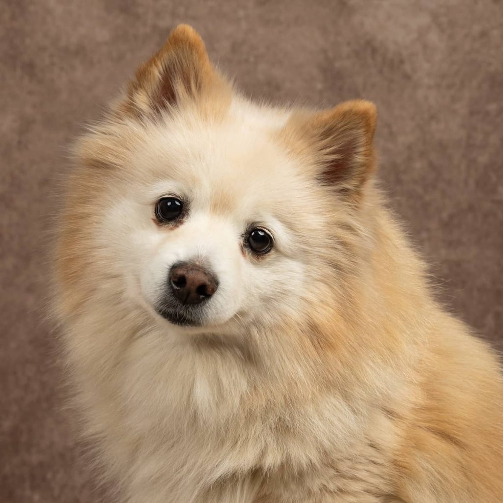 portrait chien Spitz Japonnais Photo www.alicegeorgina-photographie