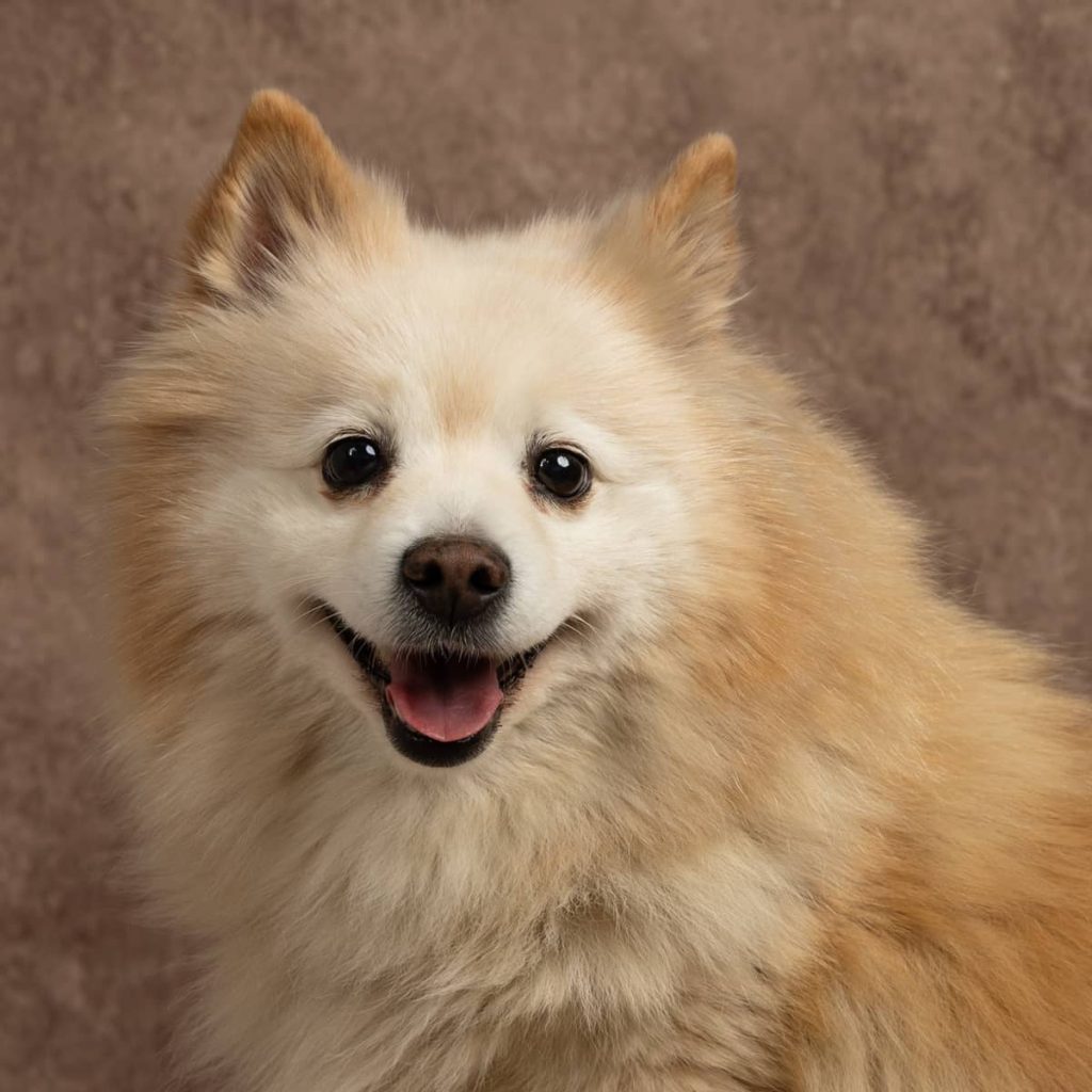 portrait chien Spitz Japonnais Photo www.alicegeorgina-photographie