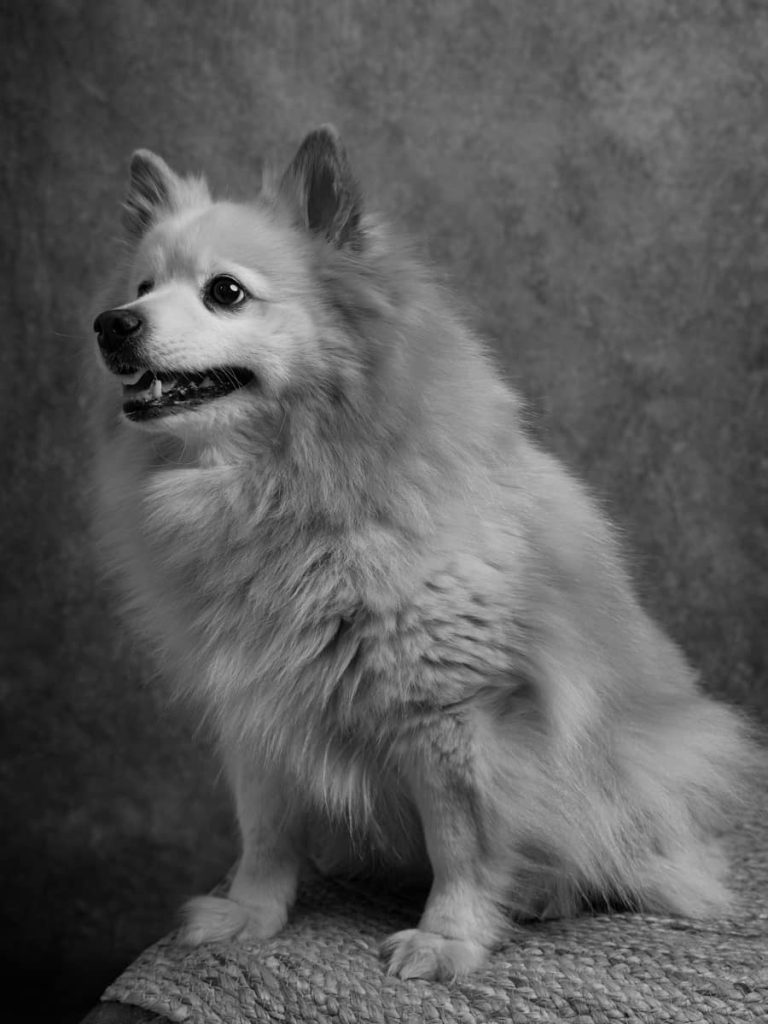 portrait chien Spitz Japonnais Photo www.alicegeorgina-photographie
