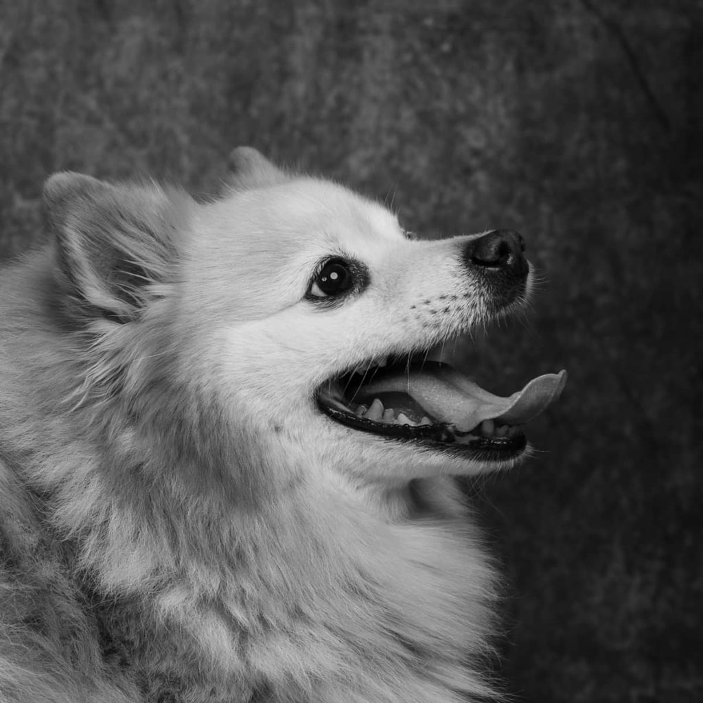 portrait chien Spitz Japonnais Photo www.alicegeorgina-photographie