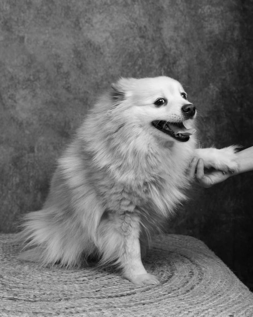 portrait chien Spitz Japonnais Photo www.alicegeorgina-photographie